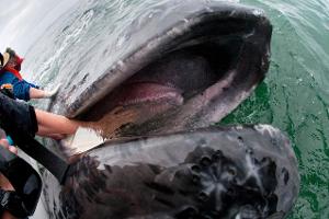 Wale Die aufregendsten Urlaubserlebnisse