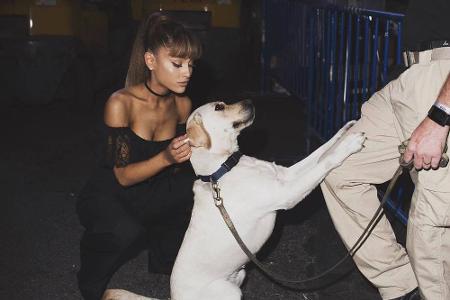Pop-Sternchen Ariana Grande (26) hat sogar neun Hunde: Strauss, Toulouse (Bild), Pignoli, Coco, Cinnamon, Lafayette, Myron, ...