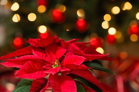 In vielen Haushalten ist er in der Vorweihnachtszeit ein Muss: der Weihnachtsstern. Die Pflanze mit den roten Blättern hat a...