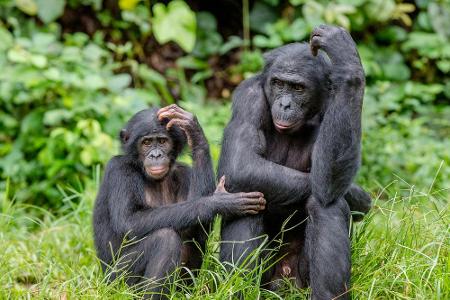 Ein Ehrentag für Schimpansen, Gorillas und Co.: Am 14. Dezember ist weltweit Affentag, den es seit 20 Jahren gibt. Wie man d...