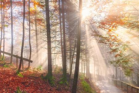 Der Bayerische Wald ist bei Wanderern sehr beliebt - auch im Herbst. Egal ob hohe Gipfel erklimmen, durch den Nationalpark s...