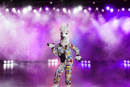 Steckt im Alpaka-Kostüm ein Mann oder eine Frau? Eindeutig zu bestimmen ist es nicht...