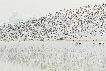 Über 500 Kilometer erstreckt sich das UNESCO-Weltkulturerbe Wattenmeer. In Dänemark können Urlauber das Naturphänomen der 