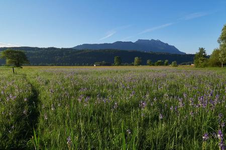 Im Naturschutzgebiet Ruggeller Riet wartet eine einzigartige Flora und Fauna auf die Besucher. Ein rund fünf Kilometer lange...