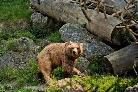 Der Salzburger Zoo liegt auf dem Gebiet vom Schloss Hellbrunn. 140 Tierarten, rund 1200 Tiere leben auf dem 14 Hektar großen...