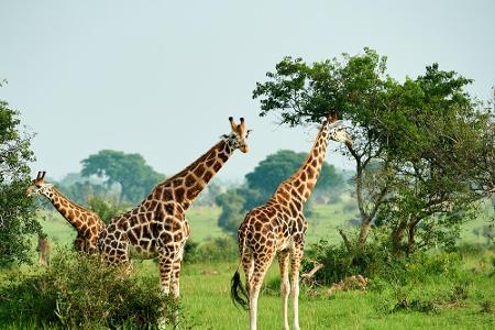 Diese Tiere sind nicht nur elegant, sondern auch sehr schön: Am 21. Juni ist der Welttag der Giraffe. Das Datum ist kein Zuf...