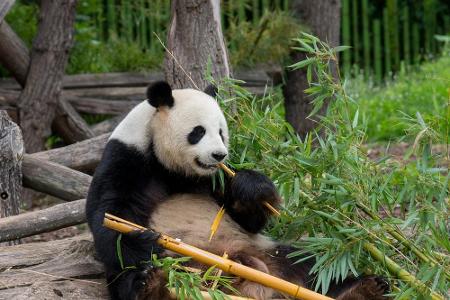 Wer den Berliner Zoo besuchen möchte, muss aufgrund der Corona-Krise die Tickets online kaufen. Es handelt sich dabei um den...