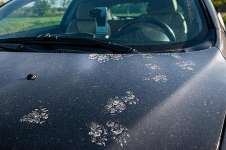 Finden Sie auf dem Auto oder gar im Motorraum Marderspuren, sollten Sie unbedingt die Kabel am Auto untersuchen. Gibt es Bis...