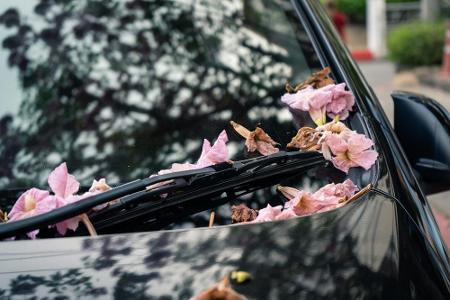 Der Frühling zeigt sich in seiner vollen Blütenpracht. Liegen diese allerdings auf Ihrem Auto, gilt es sie vor der Abfahrt z...