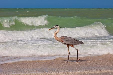 Lust, mit einem Kanadareiher nach Fischen zu tauchen? Dann ab nach Sanibel Island in Florida. Die kleine Stadt liegt am Golf...