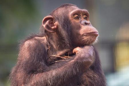 Der Mensch besitzt genauso viele Haarfollikel wie ein Schimpanse, nur sind menschliche Haare viel feiner.