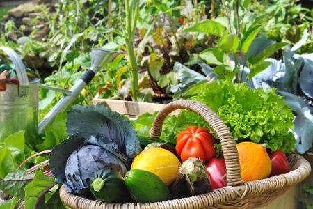 Gemüse lässt sich einfach im eigenen Garten anbauen. Dabei lohnt es sich, mehrere Gemüsesorten zu pflanzen, da diese eine po...