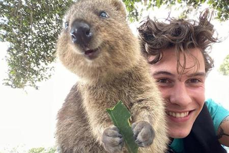 Shawn Mendes stellte dieses putzige Foto online. Es zeigt den Sänger mit einem Quokka. Der 