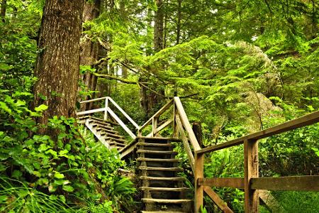 In der Provinz British Columbia liegt der Pacific Rim Nationalpark. Die Küste besteht aus kilometerlangen Stränden, doch im ...