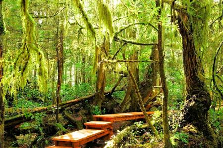 Nein, wir befinden uns nicht im Dschungel - aber fast... Der Pacific-Rim-Nationalpark an der Westküste von Vancouver Island ...