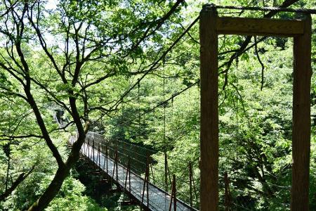 Wohin des Weges? In 70 Metern Höhe überspannt die Capilano Hängebrücke in North Vancouver den gleichnamigen Fluss. Auf dem a...