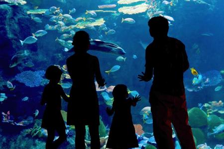 Ein besonderes Highlight im Winter: An einem Tag im Januar, Februar und März bietet das Multimar-Wattforum eine Art Nachtwan...