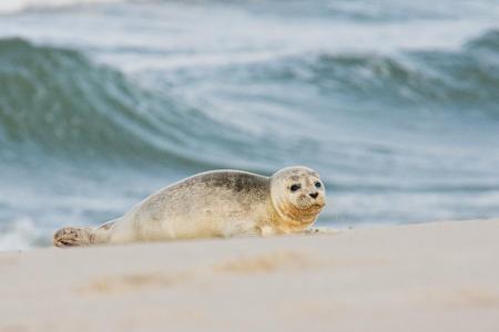 Im Winter können Urlauber besonders gut Seerobben beobachten. In den kalten Jahreszeiten fühlen sich die Tiere ungestörter u...