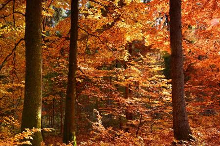 Knalliges Rot, glühendes Orange und sattes Gelb! Der Indian Summer ist nicht nur in Übersee zu Hause, sondern verzaubert auc...