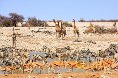 Der Krüger-Nationalpark in Südafrika ist weltweit für seine tierische Vielfalt bekannt. Nicht weniger spektakulär, doch für ...