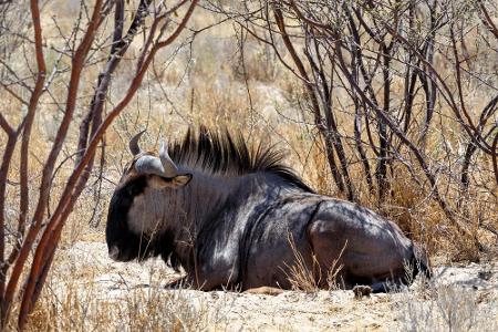 Deutlich gemächlicher lässt es da schon dieses Gnu angehen. Kein Wunder: Mit einer Schulterhöhe von 1,30 Meter und einem Gew...