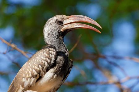 Ein sehr ungewöhnlicher Bewohner Namibias: Der Toko. Bei der Jagd nach Insekten und kleinen Reptilien kann er sich neben sei...