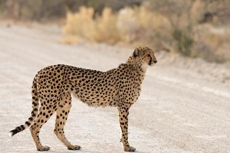 Für extrem hohe Geschwindigkeiten ist auch der Gepard bekannt - immerhin gilt er mit 93 km/h als das schnellste Landtier der...