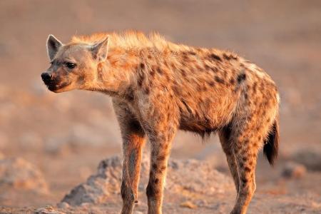 Hyänen sind weitverbreitet im Etosha-Nationalpark. Die nachtaktiven Räuber attackieren meist im Rudel ihre Beute. Mit ihren ...