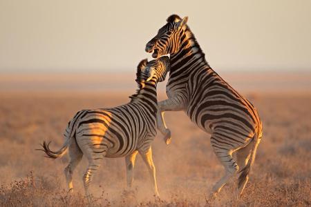 Auch wenn es auf diesem Bild nicht so wirken mag: Zebras sind friedliebende Tiere. Ihre charakteristischen Streifen dienen d...