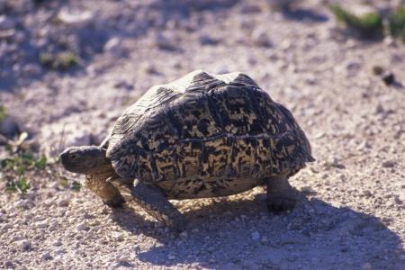 Wer ganz viel Glück hat, der entdeckt im Nationalpark auch die Pantherschildkröte. Mit einer Länge von 50 Zentimetern zählt ...