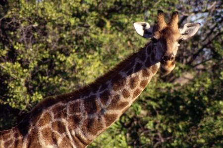 Mehr als sechs Meter über dem Boden spielt sich hingegen das Leben der Giraffe ab. Das höchste landlebende Tier der Welt kan...