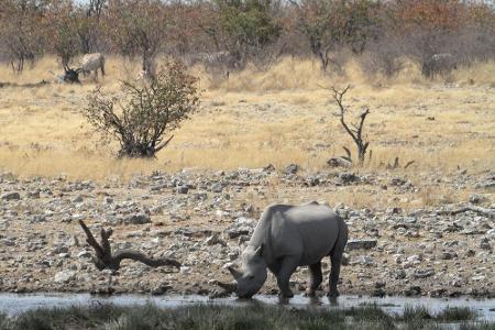Ein weiterer berühmter Vertreter Etoshas ist das Nashorn. Mit einem Gewicht von bis zu 3.600 Kilogramm zählt es zu den absol...