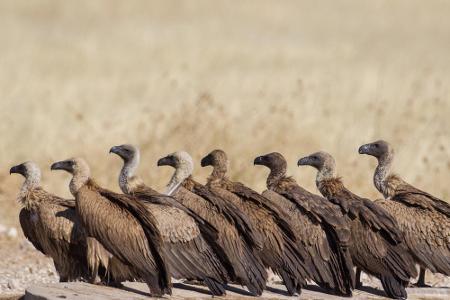 Weißrückengeier sind die bekanntesten Aasfresser Afrikas. Ab dem Sonnenaufgang kreisen sie in 200 bis 500 Metern Höhe über d...