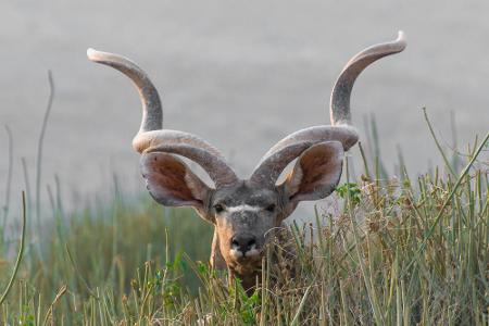Nein, das ist kein Hirsch aus Europa, sondern ein Großer Kudu in Etosha. Dieser ist vor allem aufgrund seiner spiralförmigen...