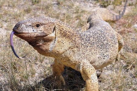 Die bis zu 1,50 Meter langen Weißkehlwarane lieben die trockenen Steppen im Nationalpark. Um ihr Revier zu verteidigen, legt...