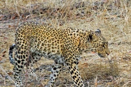 Ein wahrer Meister der Tarnung ist der Leopard. Die Raubkatze bevorzugt es, aus ihrem Versteck heraus zuzuschlagen. Ob Baumk...