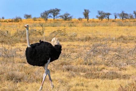 Auch wenn man es ihm nicht ansieht: Der Strauß zählt eindeutig zu den athletischsten Bewohnern des Etosha-Nationalparks. Bei...