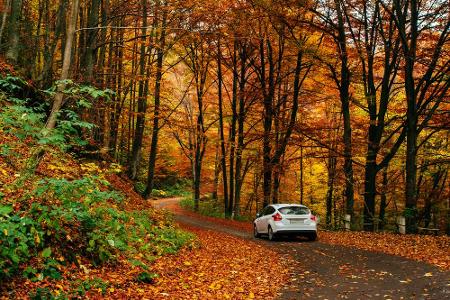 Problematisch ist auch die herbstliche Nässe. Sie sorgt dafür, dass die Autofahrt mitunter eine Rutschpartie wird. Dazu komm...