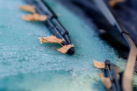 Es kommt im Laufe des Herbstes meist zum ersten Frost oder sogar Schnee. Damit Sie hier auf der sicheren Seite sind, ziehen ...
