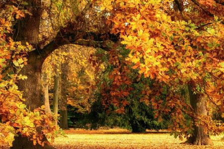 Knalliges Rot, glühendes Orange und sattes Gelb! Der Indian Summer ist nicht nur in Übersee zu Hause, sondern verzaubert auc...