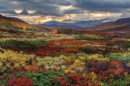 Wenn es kühler wird im Norden, erobert der finnische Indian Summer Lappland. Das Farbenspiel dort hat sogar einen eigenen Na...