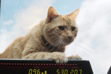 Auch einen niedlichen Vierbeiner gibt es in 