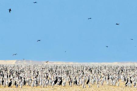 Paradies für Vogelbeobachter: die Hawaii Inseln