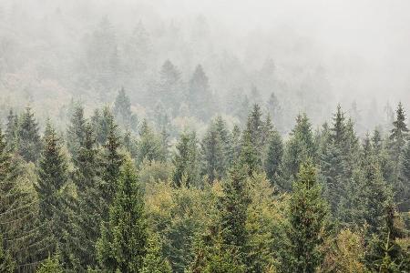 Morgennebel über dem Sonnenwald