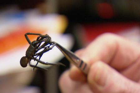 Trichternetzspinne - possierliche Tierchen