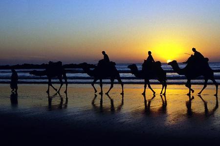 Kamele am Strand in der Abenddämmerung