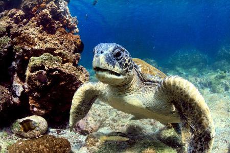 Der Klimawandel macht auch den berühmtesten Bewohnern der Inselgruppe zu schaffen