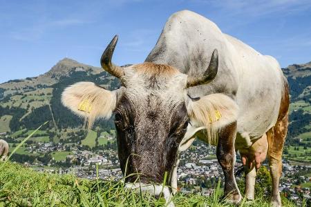 Am Wegesrand grasen glückliche Kühe