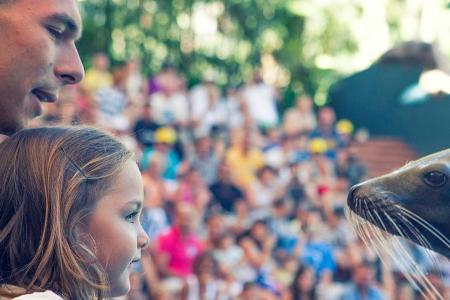 Großer Spaß für die Kleinen: Seelöwen im Loro Parque