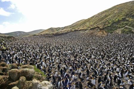 Unzählige Pinguine, zusammengepfercht auf einer Insel. Na klar, das muss... Australien sein! Die Macquarieinsel liegt im süd...